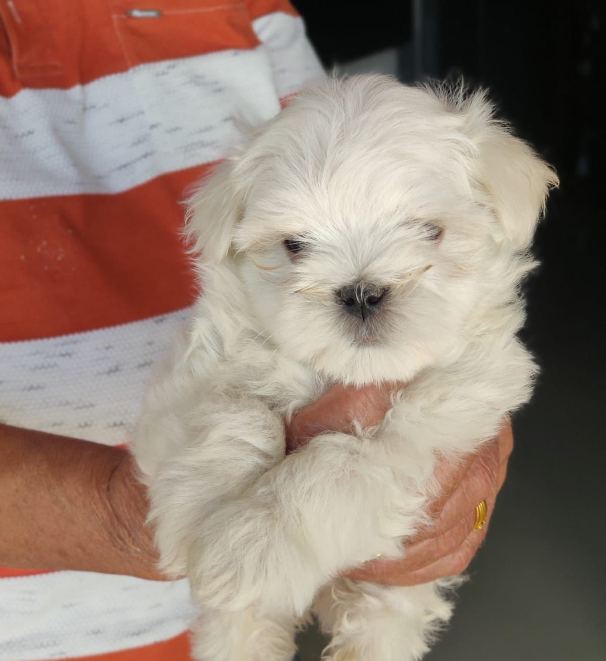 Buy Male Maltese Puppy from Vizag
